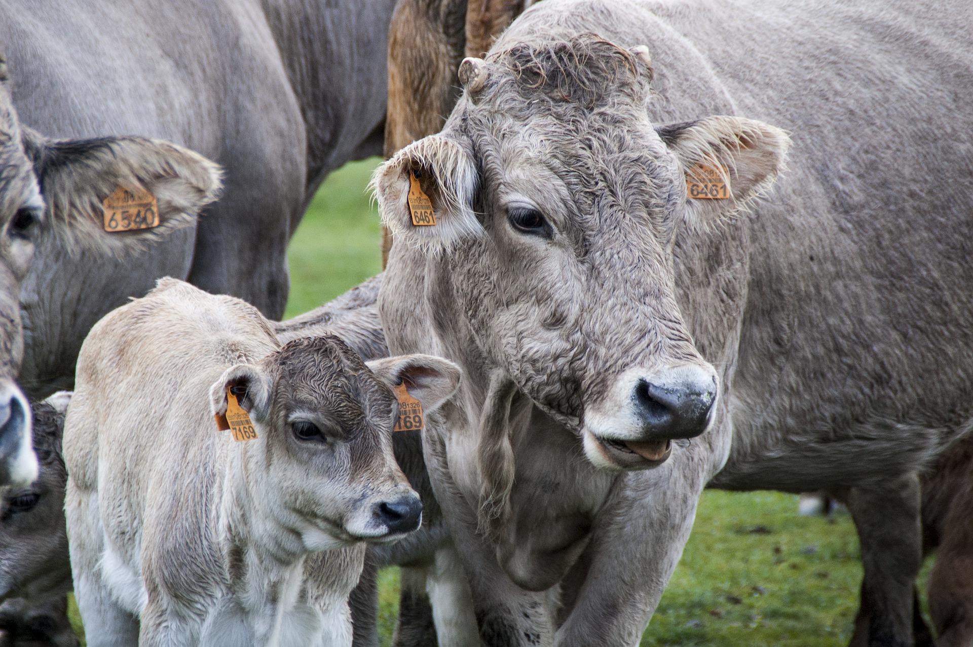 Allevamenti bovini da latte in Italia: migliora lo stato sanitario delle stalle