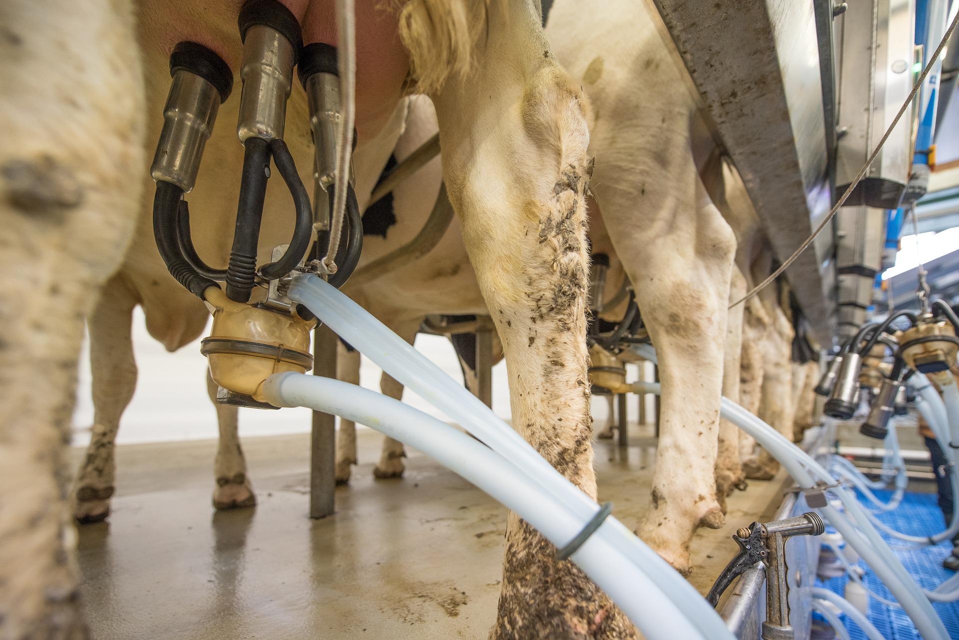 Australia, una nuova tecnologia estende la conservazione del latte crudo a 23 giorni