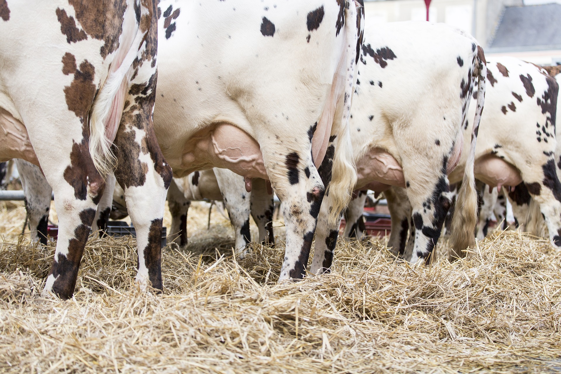 Prezzo del latte, Roldi: “Garantire i produttori che hanno subito pesantissimi rincari”