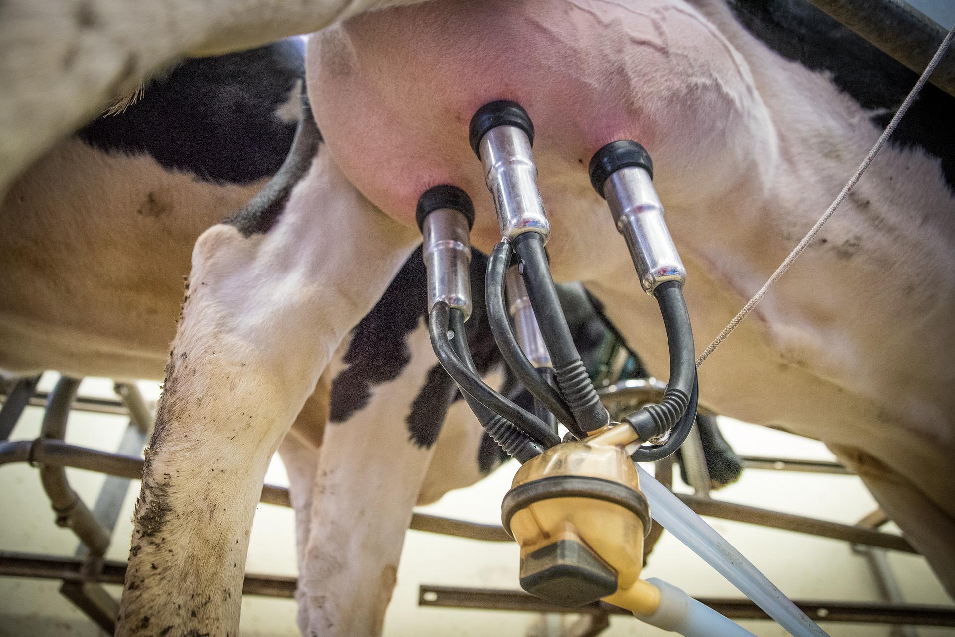 Prezzo del latte: aumento dei costi dei fattori produttivi e siccità rendono la situazione drammatica