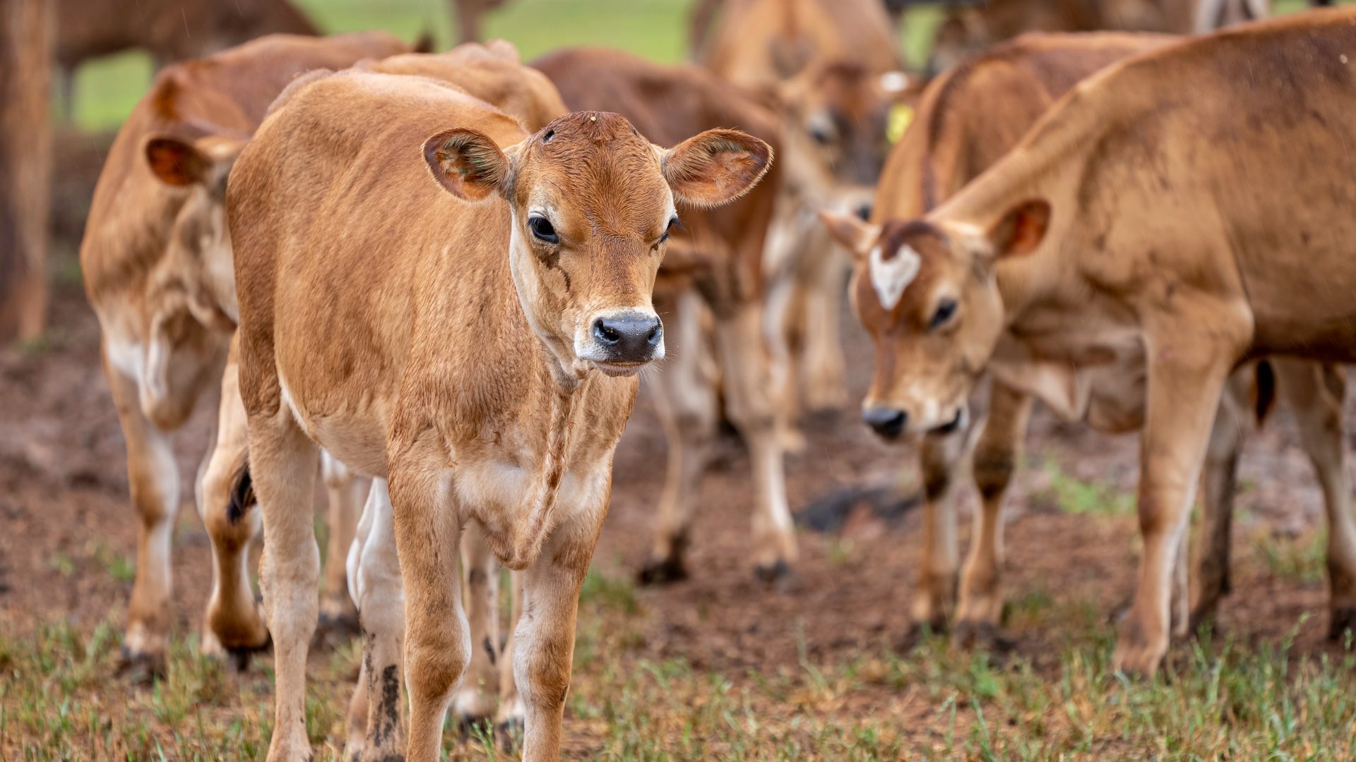 50 Vacche morte a Cuneo: ecco qual è la causa